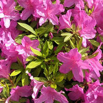 天領の街である倉敷美観地区の躑躅は午後も輝いていました。　　　　・午後もなほ輝き咲ける躑躅かな(和良)