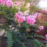 我が家の百日紅は夜明けから庭にひろびろと咲き満ちています。　　・夜明けから咲き満ちてをり百日紅(和良)