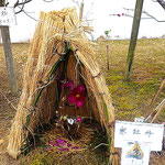 牛岐公園では岩田公次さんの句碑の近くに寒牡丹が咲いていました。　　　　　・藁苞に数多の蕾寒牡丹(和良)