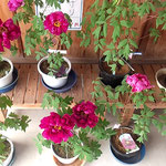 鳴門市の観音寺では鉢植の牡丹もたくさん並んでいました。　　　　　　　・鉢植も並びをりたる牡丹寺(和良)