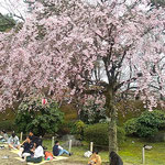 名古屋城広場の桜の下ではお花見を楽しんでいる人がいました。　　　　　　　・満開の桜の下で憩う人(和良)