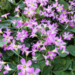 我が家の庭の酢漿草の花は今を盛りとばかりに咲いていました。　　　　　・酢漿草の盛りの花の瑞々し(和良)