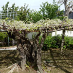 地福寺の藤棚には紫の藤に続いて白い藤も咲き始めていました。　　・紫よ白よと咲ける藤の花(和良)