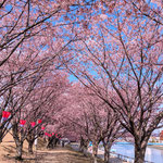 徳島市中央公園でも助任川南岸の蜂須賀桜が満開になっていました。　・大きかり蜂須賀桜のトンネルは(和良)