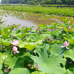 「大賀ハス・古代米を育てる会」の皆様が古代蓮の世話をしています。　　・一帯にみなぎる精気古代蓮(和良)