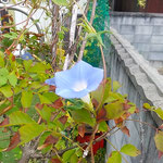 十月に入っても我が家の朝顔は天辺目指して咲いています。　　　　　・朝顔の今朝も天辺目指し咲く(和良)