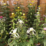 初日の菊花展ではどの菊も未完成ならではの楽しみがありました。　　・未完成なるもまた好し菊花展(和良)