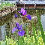 高知市の繁華街にあるはりまや橋公園で杜若を見ました。　　　　　　　　・街中に小流れのあり杜若（和良）