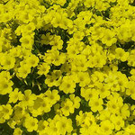 藍住町の自宅のご近所では今年もおきざり草が咲いていました。　　　　・今春もおきざり草の咲ける庭(和良)