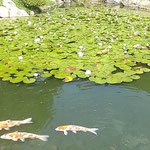 高松市の栗林公園では睡蓮の咲く池に鯉が泳いでいました。　　　　　・睡蓮の咲き満ち鯉のゆつたりと(和良)