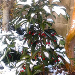 初雪の積もった我が家の万両の赤い実がいよいよ赤く見えました。　　　　・初雪に万両の赤いや増して(和良)