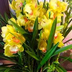 お正月にと懇意にしている方から蘭の花をいただきました。　　　　　　・お正月にといただきし蘭の花(和良)