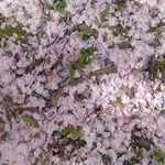 神山町のゆうかの里のしだれ桜は散り始めていました。　　　・花屑の屑とは何ぞ桜散る(和良)
