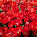 北島町では真っ赤なチューリップも綺麗に咲いていました。　　・真っ赤なるチューリップ見て口づさむ(和良)