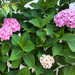 藍住町の我が家の庭先に咲く紫陽花の色が濃くなって来ました。　　　・垣に咲く紫陽花の色増しにけり(和良)