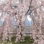 吉野川市の向麻山公園では枝垂れ桜が咲き競っていました。　　　　　・遠目にも咲き満ちてをり花の山(和良)