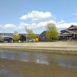 愛知県半田市では街を流れる川の岸辺に芽柳が並んでいました。　　　　　　・芽柳の萌黄色なる温かさ(和良)
