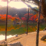 栗林公園の大きな根上がり松の向こうに綺麗な冬紅葉が見えました。　　・根上がりの松の緑と冬紅葉(和良)