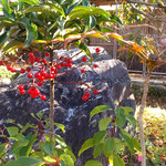 渭水苑の広い枯山水の庭園には万両が赤い実をつけていました。　　　　　　・枯山水紅一点の実万両(和良)