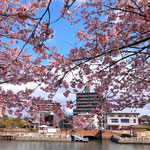 助任川南岸の蜂須賀桜を見てバチカンの蜂須賀桜を偲びました。　　　・バチカンに蜂須賀桜咲きしてふ(和良)