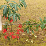 岩田公次主宰の句碑の近くには紅白の万両が咲いていました。　　　　　・紅白の万両句碑を守るかに(和良)