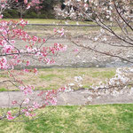 美馬市脇町のデ・レイケ公園では染井吉野も咲き始めていました。　　・咲き初めし染井吉野のほの赤く(和良)