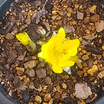 小松島市の産直市の店頭に鉢植の福寿草が並んでいました。　　　　　　　　・鉢植の福寿草かな店頭に(和良)