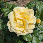薔薇園を一巡した後、私はもう一度好きな薔薇を見ました。　　　　　・一巡しも一度好きな薔薇を見る(和良)