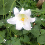 我が家の小さな庭に今年は一輪だけでしたが白百合が咲きました。　・百合咲ける一輪なれど凛として(和良)