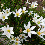 ウチノ海総合公園の道路脇には玉簾が群れを成して咲いていました。　　　　　・犇めける白の凛々しき玉簾（和良）