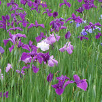 徳島市八万町で見た花菖蒲です。大勢の人が見に来ていました。　　　　　　　　　　　　　　・花菖蒲こんなにも茎細かりし（和良）