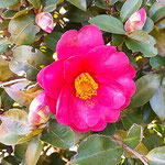 庭の山茶花は散っても散っても咲き継ぎ花をつけていました。　　・散るほどに咲き継いでをり山茶花は(和良)