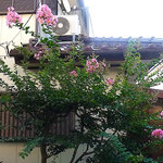 我が家の庭の百日紅が今年もたくさん花をつけ始めました。　　　 　　・我が庭に今年も燃えて百日紅(和良)