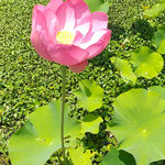 鳴門市の島田島の古代蓮は朝早くから可憐な花を咲かせています。　　　・一本のすらりと伸びし古代蓮(和良)