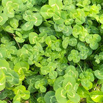 藍住町の我が家の庭の一隅にクローバーが群生していました。　　　　　　　・一隅に白詰草の犇ける(和良)