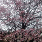 原田家住宅では満開の蜂須賀桜の母樹に人も鳥も来ていました。　　　　　・一本の桜に人来る鳥も来る(和良)