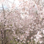 向麻山公園の枝垂れ桜は満開で花見の人がたくさんいました。　　　　・お花見をするのは大人子は走る(和良)