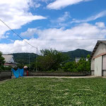 炎天に干された藍はすぐに色が変わり噎せ返る香りがしました。　　　・炎天の干し藍の香に噎せ返る(和良)