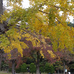 徳島空襲に耐え抜いてきた銀杏の大木に銀杏が鈴生りでした。　　・戦災に残り銀杏鈴生りに(和良)