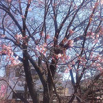 徳島市の原田家住宅の蜂須賀桜の母樹は二部咲きでした。　　　　　　・二部咲きて赤き蜂須賀桜かな(和良)