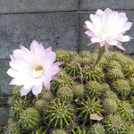 立秋はとっくに過ぎたのに仙人掌の花は今を盛りと咲いています。　　　・秋立てど仙人掌の花盛りかな(和良)