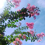 我が家の庭の百日紅は飛行機が飛ぶ青い空にまで伸びています。　　　　　・青空に飛行機飛んで百日紅(和良)
