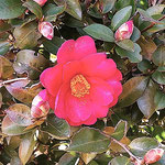 鳴門市のレストランでは庭の山茶花も綺麗な花をつけていました。　　　・日当りの山茶花どれも花盛り(和良)