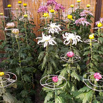 吉野川市鴨島町の菊花展・菊人形展の初日に行ってきました。　　　　　・不揃ひの育つ楽しみ菊花展(和良)