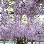 童学寺の藤棚では甘い香りが満ち溢れ蜜蜂も来ていました。　　　　　　・甘き香の藤に蜂来る人も来る(和良)