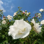 仰ぎ見ると大きな芙蓉の白い花が青空に映えていました。　　　　　　　　・仰ぎ見る芙蓉の空の青さかな（和良）