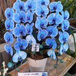 河野メリクロンでは珍しい青色の胡蝶蘭を展示してありました。　　　　　・室咲きの青美しき胡蝶蘭(和良)