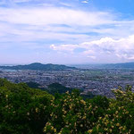 眉山山頂から群れ咲く水木の花越しに徳島市が遠望できました。　　　　・水木咲く眼下ひろびろ徳島市(和良)