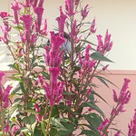 鶏頭に「鶏頭の十四五本もありぬべし」の子規の句が浮かびました。　・鶏頭に子規の句を先づ思ひけり(和良)