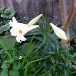 白い百合の花は今年も我が家の庭を明るくしてくれました。　　　　・百合咲いて明るき庭となりにけり(和良)